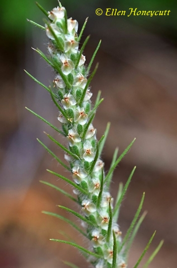 {Plantago aristata}